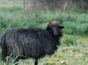 Arbus: luglio, Sagra della Pecora Nera, programma dettaglio