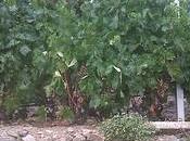 aziende Rossese Style 2012: Mancinè