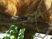 Apple rilascia agli sviluppatori versione finale beta Mountain Lion prima della uscita ufficiale