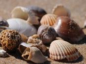 collana conchiglie