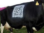 Mucca digitale: tecnologia sempre dove arriva latte (foto)