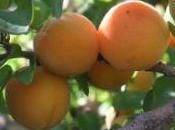 potatura albicocco
