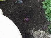 Forzatura delle bulbose