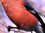 Ciuffolotto (Pyrrhula pyrrhula)