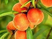 pesco suoi frutti