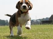Green Hill, finalmente sotto sequestro. Chiuso l’allevamento beagle vivisezione