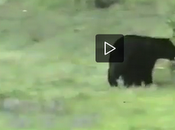 Gatto scappare orso (video)