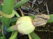 Zucchine marciscono piccole