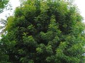 Bunju (Tanzania /Baba Francesco l'albero dei"Quaranta"