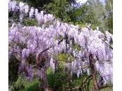 All’ombra pergola rampicanti