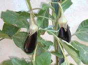 Agosto nell’orto. tutte semine nell'orto agosto