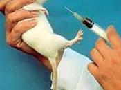 Green Hill questione della vivisezione