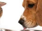 Consigli Veterinari l’estate