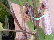 Orto pratico. Fare legature. Legare ortaggi tutori