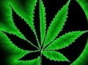 Marijuana sotto processo Cannabis aumenta volte rischio tumore polmoni
