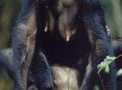 femmine bonobo fingono l’orgasmo?
