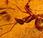 Scoperta ambra conserva insetti vecchi milioni anni