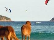 Boicottiamo turismo Torchinello (Brindisi) dove vogliono cani spiaggia