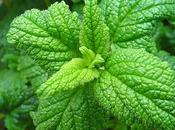 Verde profumata menta