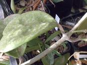 Fioruture hoya kerrii, pianta forma cuore
