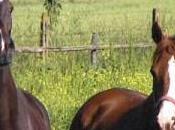 Gavoi Sgarrettano cavalli asino