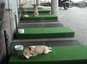 Ikea crea parcheggio… cani