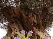 Decreto Sviluppo Italia prima mondo norme salva qualità olio oliva