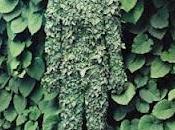 Pinterest inspiration_ pruning