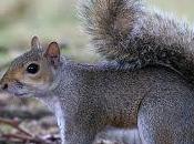 AIDAA dice allo sterminio degli scoiattoli grigi propone piano alternativo