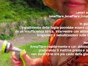 DanaGardenAdvice_agosto