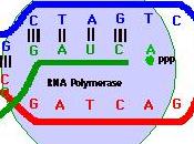 trascrizione RNA: semplice panoramica