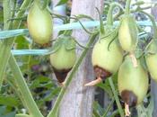 Marciume apicale pomodori, avversità poco comprensibile