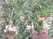 Distanza piantare pomodori