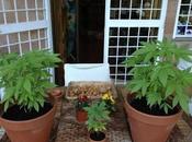 radicale Rita Bernardini pubblica Facebook foto delle piante marijuana!