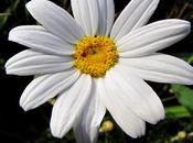 biglietto auguri floreale