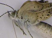 Fukushima: farfalle mutanti