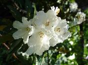 Rododendro (Rhododendron)