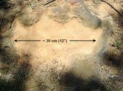 Un’impronta dinosauro Crataceo trovata Goddard Spaceflight Center della NASA