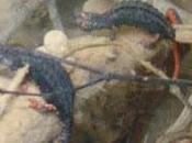 Incontri scientiﬁco divulgativi territorio Parco Benestare Scientiﬁc meetings