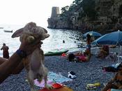 Carotino’ principe Fornillo