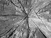 L’albero