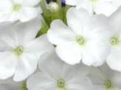Verbena