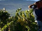 vignaioli della MONTAGNA Fuoco