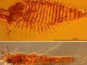 Scoperte antiche tracce fossili artropodi ambra