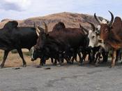 Madagascar Zebù rischio furto continuato