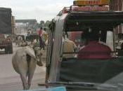 Rajasthan: viaggio Pushkar