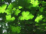 Prevenire tumori "bagno natura"