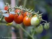 raccolto settembre: pomodoro