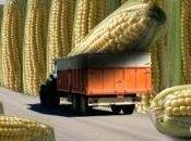 Corte l'Italia bloccare coltivazioni