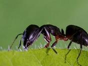formiche impazziscono prima terremoto? sono grado percepirlo?